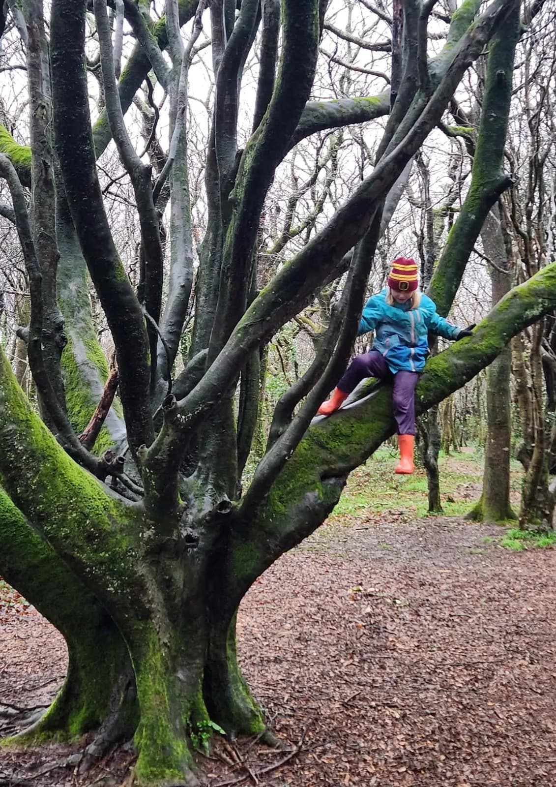 A child climbing a mossy tree